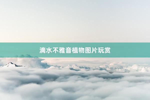 滴水不雅音植物图片玩赏